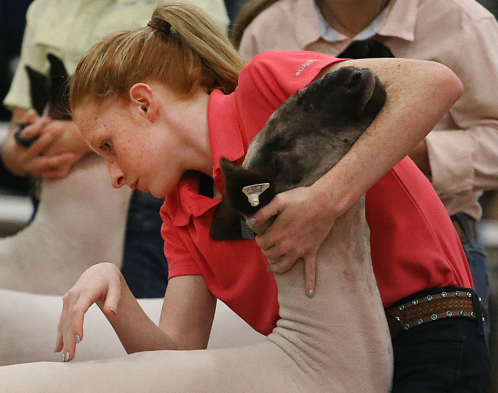 livestock show